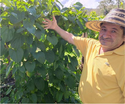Sacha inchi Cultivating