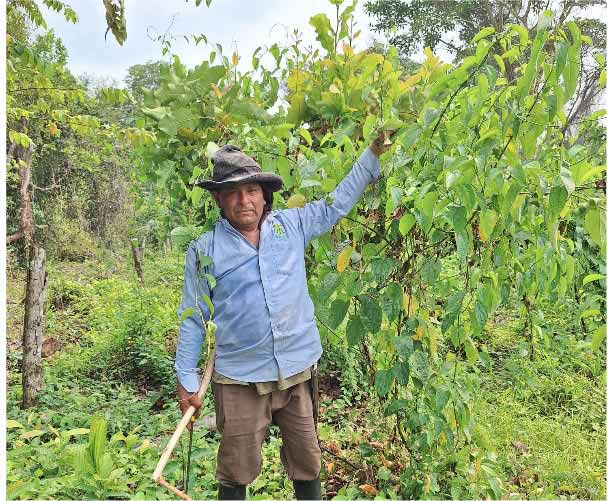 Sacha inchi Cultivating