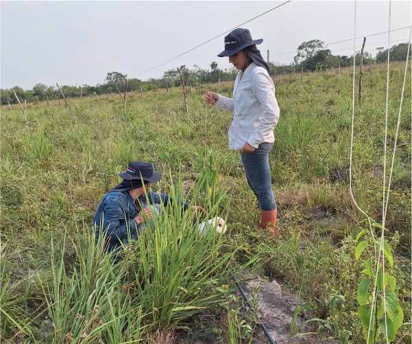Sacha inchi Cultivating
