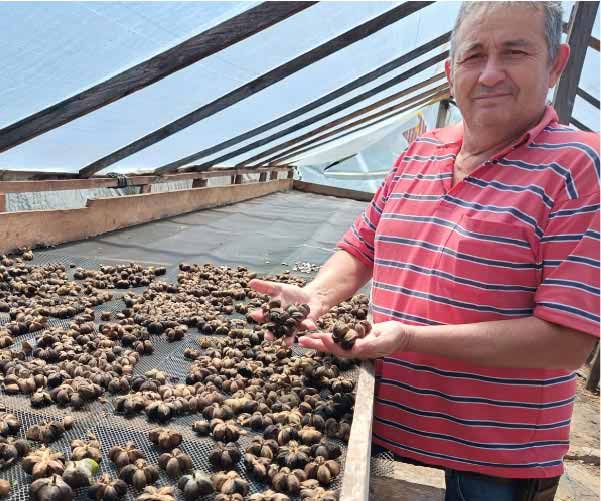 Sacha inchi Cultivating