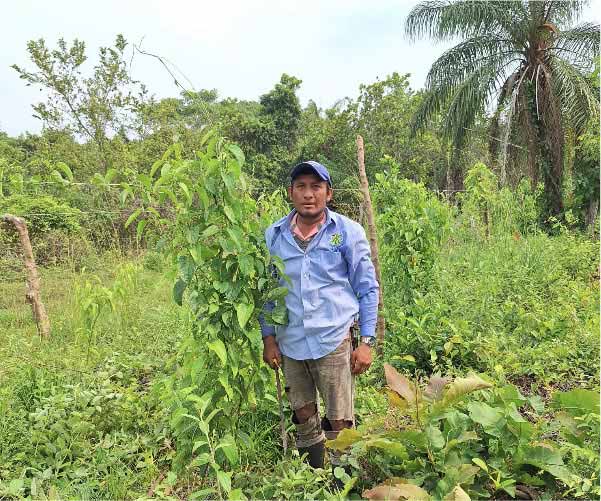 Sacha inchi Cultivating
