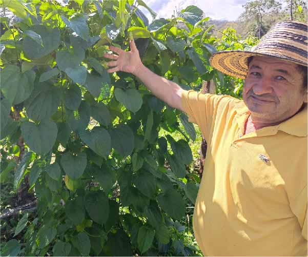 Sacha inchi Cultivating